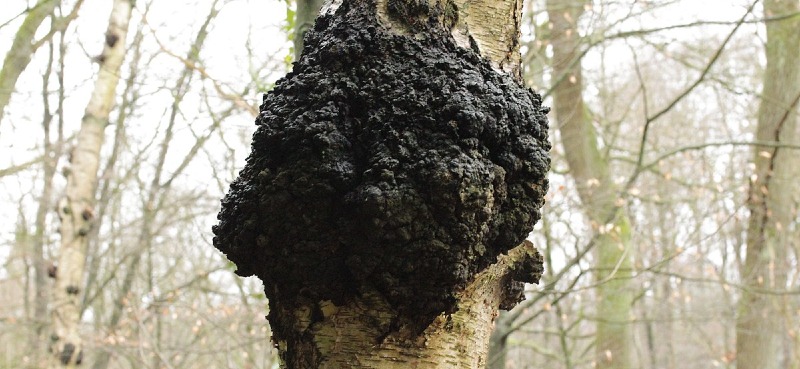 Medicinal Value of Chaga Mushrooms as a Nutraceutical for Good Health